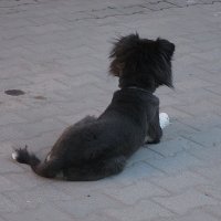 Причёска собакина. :: Sergey Serebrykov