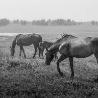 "Ходят кони над рекою..." :: Роман Рыбальченко