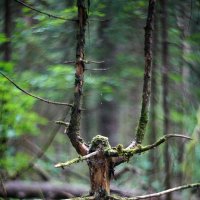 deep forest :: Zinovi Seniak