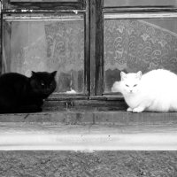 Чёрный кот,белая кошка. :: Виталий Дарханов