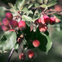 райские яблоки :: Эльмира Суворова