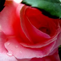 Небо плакало, роза ловила слёзы........... :: Наталья Пономаренко