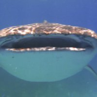 Китовые акулы. :: Марина 