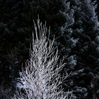 Зимнее дерево :: Alexey alexeyseafarer@gmail.com