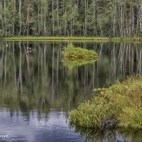 Подмосковное озеро. Фото 9. :: Вячеслав Касаткин