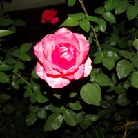 роза :: Елизавета 
