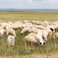 Монгольские овечки :: Анастасия Безуглая