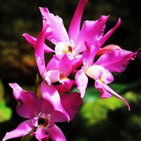 Орхидеи :: Alexander Andronik