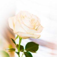Белая роза :: Роман Захватошин
