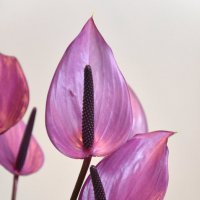 Цветок фламинго :: iriska-kuz 