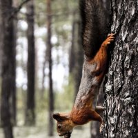 Запасливая :: Василий Хорошев