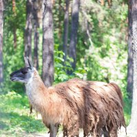 Лама :: Евгений Синяткин