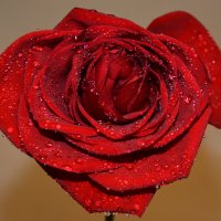 Come up roses :: Марина Юрочкина