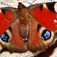 Бабочка :: Валентина Пирогова