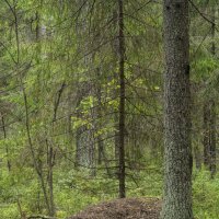В осеннем лесу :: Aнна Зарубина