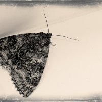 Ночная бабочка :: dmitriy-vdv 
