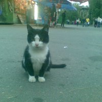 Кот который видел в этой жизни все. :: Oleg Litvinov