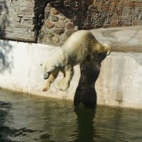 Живой символ Ленинградского зоопарка –  белый медведь :: Елена Павлова (Смолова)