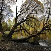 Осень в парке :: Наталья Мацкевич
