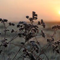 Холодное утро. :: Олег Боголюбов