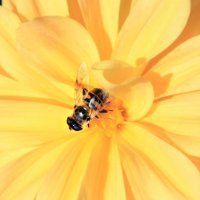 пчелка :: Tiana Ros