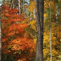Осенний лес! :: Наташа Шамаева