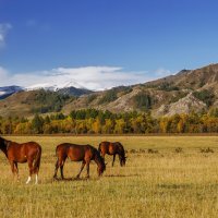 Лошади Алтая :: Альберт Беляев