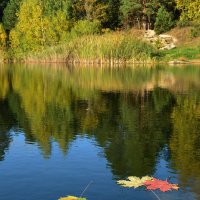 краски осени... :: Натали Акшинцева