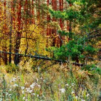 В лесу :: Вероника Подрезова