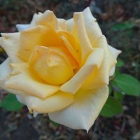 Розы сентября... :: Тамара (st.tamara)