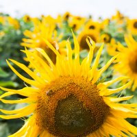 Sunflower :: Dmirty Ts