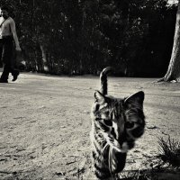 из серии "Нерезкие коты" :: Светлана Мамакина