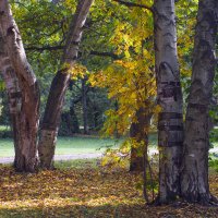 Осенний этюд в парке :: Виталий 