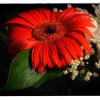 Красный цветок 2 :: Цветков Виктор Васильевич 