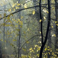 Потаенный лес 3 :: Евгений Ярдов