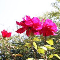 Розы осенью :: Damir Si