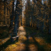 Скамейка в лесу :: Svetlana Sauh
