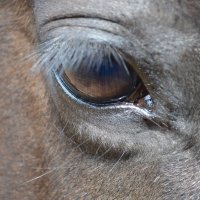 Взгляд лошади :: Ксения Валерьевна
