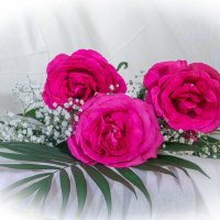 Как хороши, как свежи были розы :: Надежда Попова