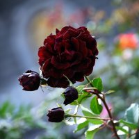 Черная роза :: Юлия 