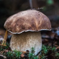 Белый гриб :: Михаил Вандич