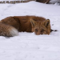 Отдых на снегу. :: Юрий Харченко
