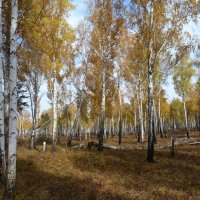 Осень в лесу :: Галина Минчук