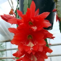 Цветы кактуса :: laana laadas
