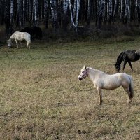 На лугу пасутся ко.... :: Александр Буланов