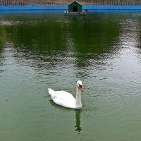 А белый лебедь на пруду... :: Александр Корчемный