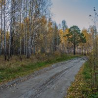 Одинокая сосенка :: Владимир Бобришев