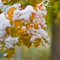 Октябрьский снег на кленовых листьях. :: Виктор Евстратов