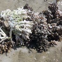 Выброшенные останки кораллов. :: Марина 