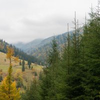 Осень в Закарпатье :: Сергей Форос